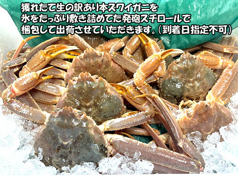 天然本ズワイガニが獲れたて生で届く！マイナー産地新潟産約4キロ入り