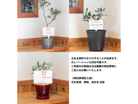 オリーブ 鉢植え フラントイオ シンボルツリー 観葉植物 愛知県産の花 植物 食べチョク 産地直送 産直 お取り寄せ通販 農家 漁師から旬の食材を直送