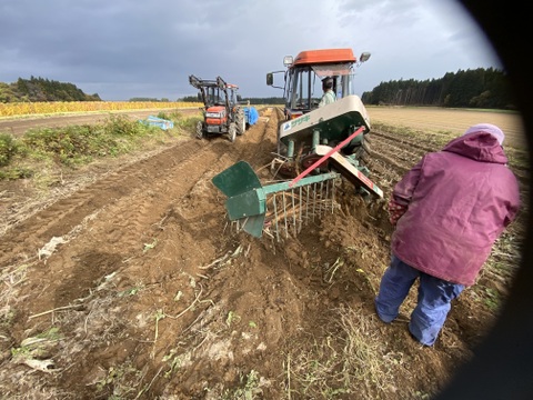 青森のおいし〜い『ごぼう』