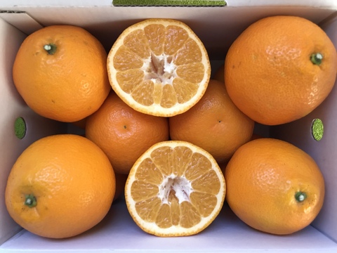 柑橘セット【いよかん】【イエローレモン】ご家庭用(3kg)