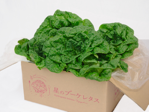 パリッ！うまっ！星のブーケレタス【水耕栽培】🥬ロメインレタス🥬1kg 170ｇ〜200g × 5~6玉