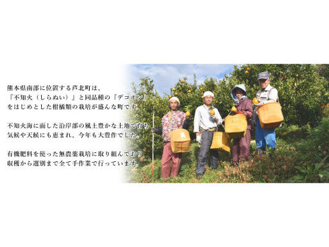 デコポンの発祥地熊本県産 露地栽培でプリプリデコみかん『不知火（しらぬい）』【８キロ（保証分プラス１キロ）】計９キロ 農薬不使用 除草剤不使用