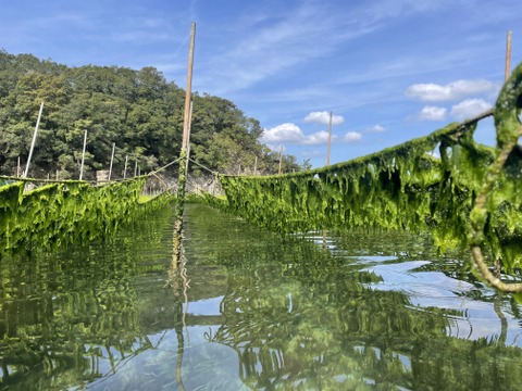 お料理好きな方に是非【2024新物】春あおさ＆佃煮チャレンジ セット