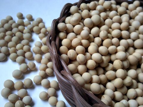 自然栽培 北海道産 黄大豆 5kg 令和4年度産