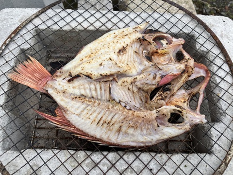 近眼金時　5尾