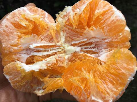 シャキシャキ、プチプチ驚異的な甘さ『甘平』！