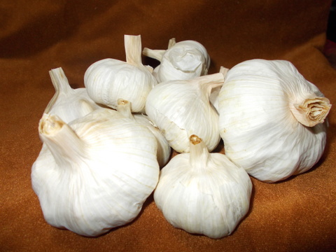 2026収穫　訳アリ　尾張名古屋のブランド野菜　泡沫（うたかた）にんにく1㎏ （B品・サイズ混じり有り）