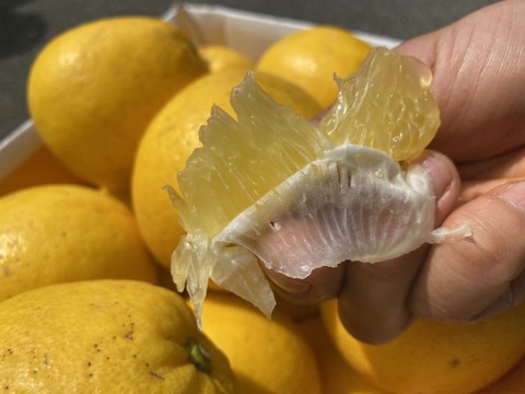 🍊今が旬！！🍊【御贈答用】　2.5㎏　天晴晩柑！（河内晩柑）