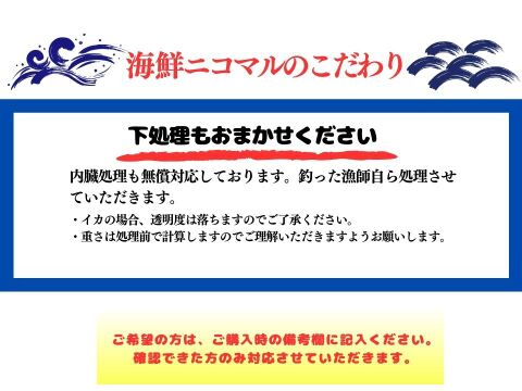 朝絞め!甘みと品があるヤリイカ 2杯入り 玄界灘 一本釣り