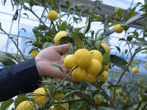 【先着5名様限定】伊藤農園認定 農家さんの木成り 完熟 黄金柑 特選 12個入【5月上旬より発送予定】354