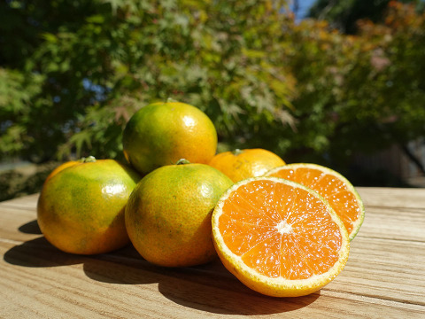 緑黄完熟みかん【爽甘秋みかん"YN26"（アオアマ）」】2kg（箱込み）