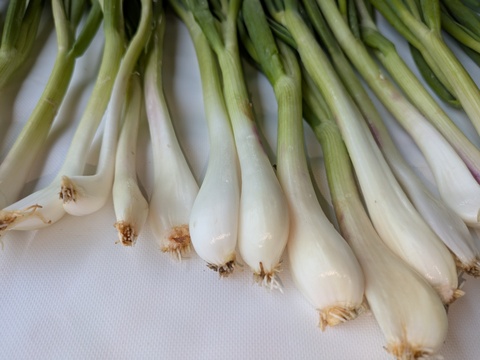 甘さと辛さの絶妙なバランス！『九州博多』のワケギ