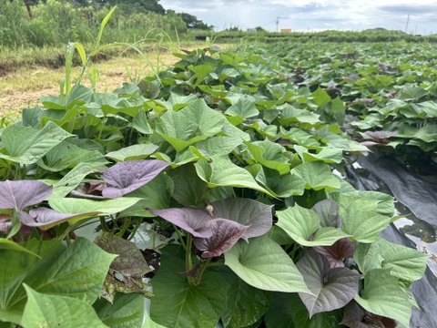 農薬、化学肥料無使用！安納芋/ふぞろい５ｋｇ【さつまいもの王様】※規格外品