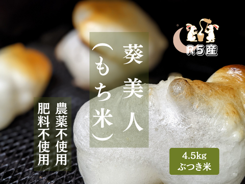 R5:葵美人（もち米）ぶつき4.5kg（自然栽培）