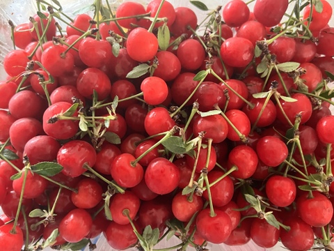 新鮮です！残り10！急いでください🍒🏃‍♀️【超貴重】サワーチェリー