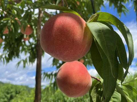 川中島白桃 3キロ箱 7玉～12玉 長野県産