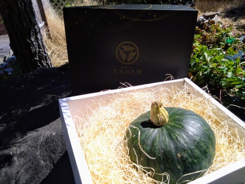 日テレ出演で話題沸騰💡【幻の葉隠れかぼちゃ】女性に大人気！最高糖度40度オーバー限界ギリギリまで糖化させた幻のカボチャ🎃寛永鶴見ブランドお試し大玉1個【夏ギフト】