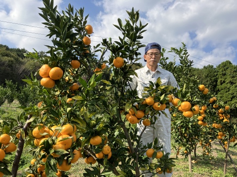 【農薬不使用】熊本産早生ミカン約5kg