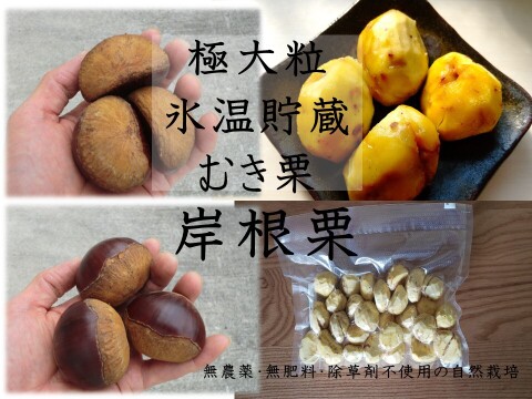 【甘い熟成むき栗 岸根極大粒】ねっとり甘い岸根栗をもっと甘くする氷温熟成むき栗　岸根 真空パック冷凍　むき栗1パック300g入り