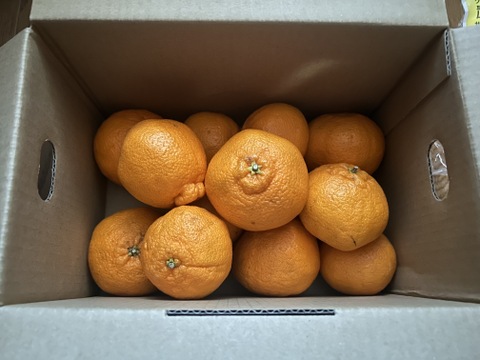 【先行予約】こっそり食べれない素敵な香り♪まーくん家の不知火 2キロ箱