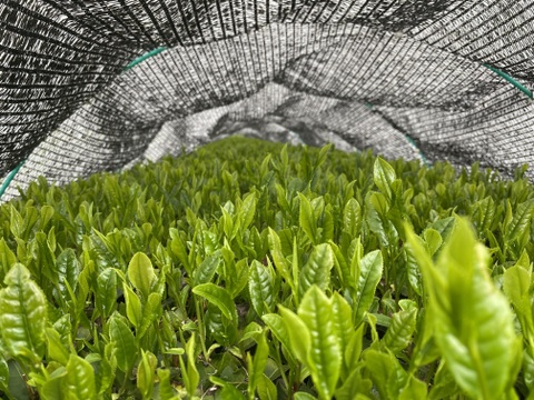 沼津冠茶（50g）×3パック　計150g