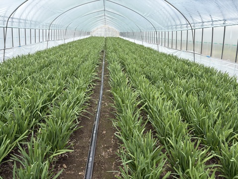 【春の1番ニラ】やわらかくて甘い‼️春も美味しくてごめんなさい🙏1ハウス分限定。
無くなり次第終了。