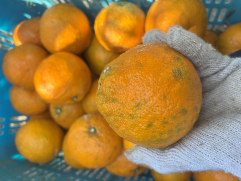 訳あり〜愛媛県産〜　島育ち　木なり完熟　熟成　伊予柑　5kg（箱込み）