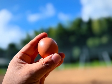空と大地に見守られて、産まれる卵。-itadaki-甘くてコク深い、放牧鶏「暖鷄」の卵です。放牧卵itadaki/自然放牧