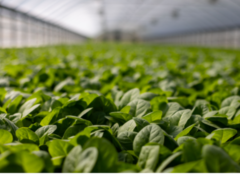 【茨城県産地直送】「朝採れほうれん草 」150g×7袋【計1kg】収穫時期7月下旬