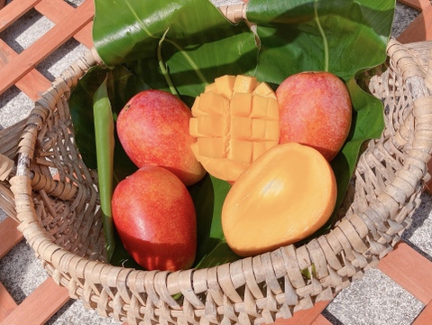 【夏季限定】あまっ！沖縄県産アップルマンゴー約１kg