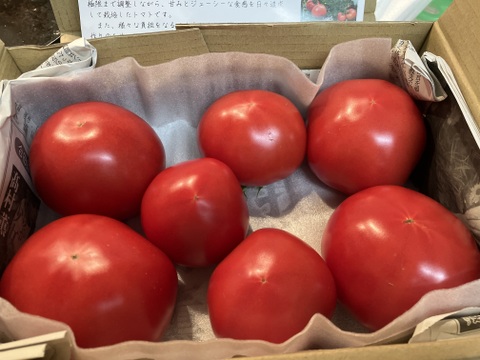 ずっしり❗️朝採り完熟トマト(規格外ダブル)