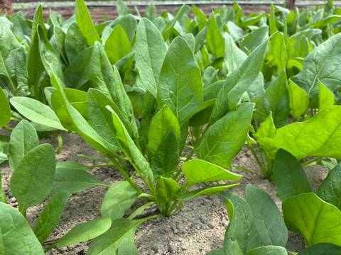 生でも美味しいほうれん草！ 栽培期間中 農薬 化学肥料 動物性堆肥不使用 1kg（小分け4パック）