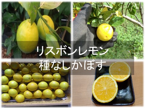 2種の香酸柑橘セット　リスボンレモンと種なしカボス　農薬不使用