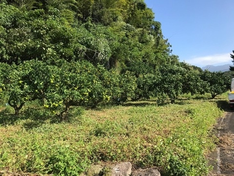 長崎県雲仙市産　岩崎早生みかん3kg