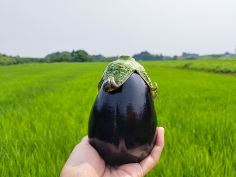 ナス好きのための🍆食べ比べセット3ｋｇ