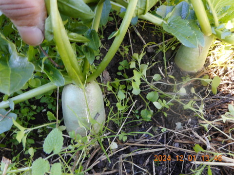 自然農栽培で育てた、『奈良の冬野菜セット』(お一人様用）