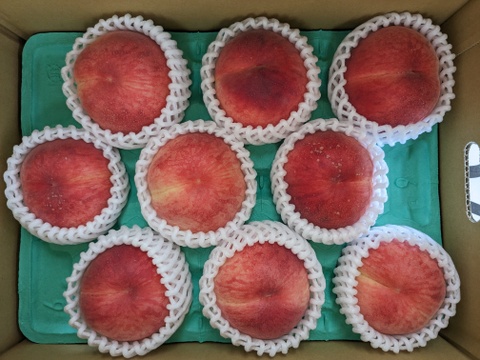 【夏ギフト】なつおとめ池多桃（10・9・8・7玉）