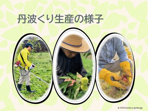 ☆丹波くり　晩生 「筑波」 希少４Lサイズ 約1kg（本州のみ）