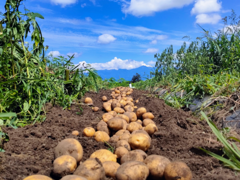 【マタニティフード認定☆】朝採れ新鮮野菜を信州の高原よりお届け！！旬の野菜セット７種（ラージ）