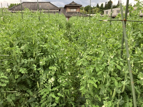 自然栽培のうすいえんどう　【クール便】1Kg