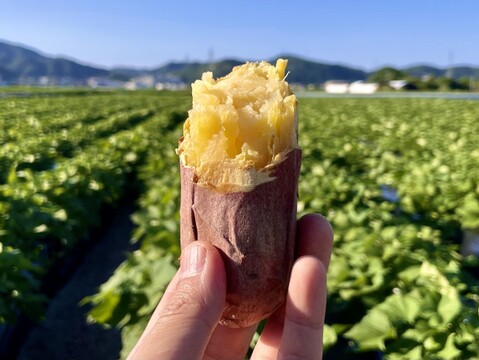 ほくほく食感と上品な甘さ！なると金時冷凍焼き芋(中サイズ)1.5kg