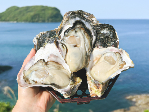 【生食】小ぶりで美味！ミネラルたっぷり岩牡蠣(S6個入)島根県産