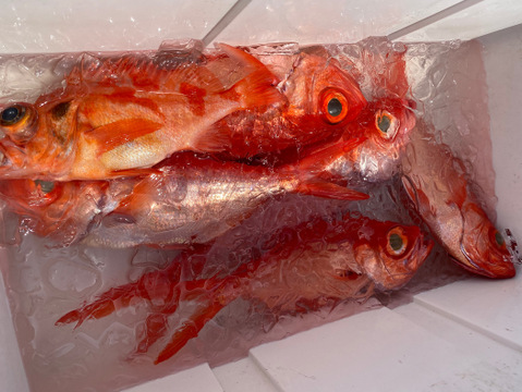 【天然魚】釣りモノ金目鯛【4匹で1kg】