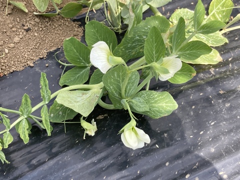 農薬一切不使用　スナップエンドウ箱込　2Kg