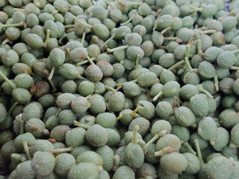生山椒 実山椒 約2㎏(正味) ピリッとする辛さ🌶️【生山椒】約200g 早い者勝ち クール便でお届けし