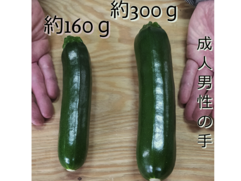 北海道産有機ズッキーニ1.5ｋｇ　化学合成農薬・化学肥料・除草剤不使用　お試しお買い得価格！この時期だけ！