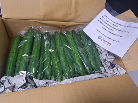 朝採り！信州産きゅうりA品３ｋｇ
