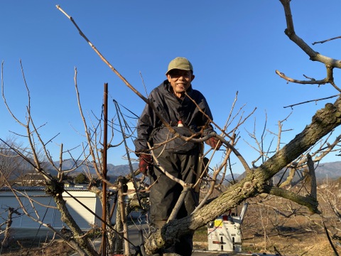 太陽の光た〜っぷり浴びた8月下旬出荷の桃（幸茜）