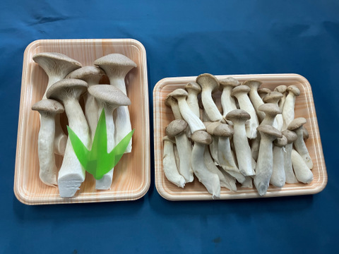 石井食品おまけ付　きのこの甘み引き立つエリンギ・椎茸セット