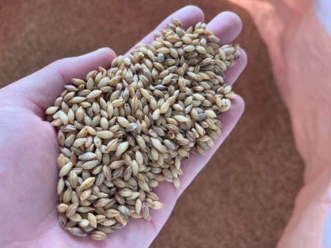もち麦 キラリモチ 900g　オーガニック（有機）玄麦 ※要精麦 2023年産